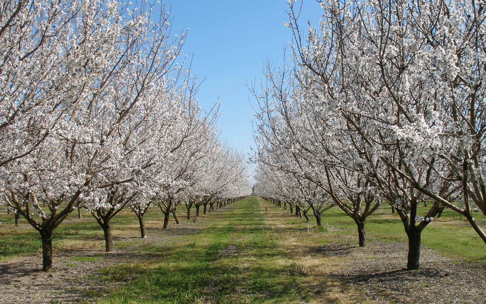 Rows of flowering almond trees in an orchard near Modesto in Stanislaus County